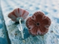 Preview: Blümchen Ohrstecker Aster Gerbera Blüte Blume